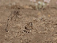 Somali Short-toed Lark (Alaudala somalica perconfusa)