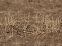 Temminck's Courser (Cursorius temminckii temminckii)