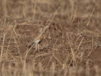 Temminck's Courser (Cursorius temminckii temminckii)