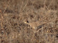 Temminck's Courser (Cursorius temminckii temminckii)