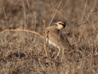 Temminck's Courser (Cursorius temminckii temminckii)