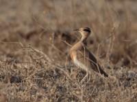 Temminck's Courser (Cursorius temminckii temminckii)