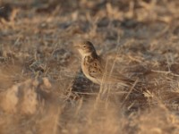 Somali Short-toed Lark (Alaudala somalica perconfusa)