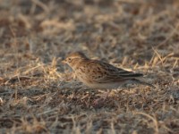 Somali Short-toed Lark (Alaudala somalica perconfusa)