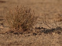 Red-billed Quelea (Quelea quelea aethiopica)