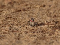 Cut-throat Finch (Amadina fasciata alexanderi)