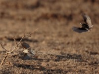 Chestnut-backed Sparrow-Lark (Eremopterix leucotis leucotis)