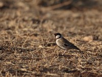 Chestnut-headed Sparrow-Lark (Eremopterix signatus signatus)