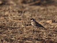 Chestnut-headed Sparrow-Lark (Eremopterix signatus signatus)