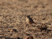Plain-backed Pipit (Anthus leucophrys saphiroi)