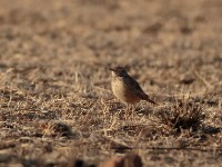 Plain-backed Pipit (Anthus leucophrys saphiroi)