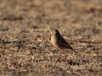 Plain-backed Pipit (Anthus leucophrys saphiroi)