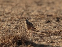 Plain-backed Pipit (Anthus leucophrys saphiroi)