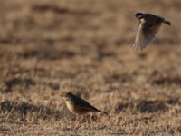 Plain-backed Pipit (Anthus leucophrys saphiroi) and Chestnut-headed Sparrow-Lark (Eremopterix signatus signatus)