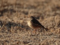 Plain-backed Pipit (Anthus leucophrys saphiroi)