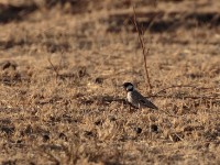 Chestnut-headed Sparrow-Lark (Eremopterix signatus signatus)