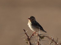 Northern Red Bishop (Euplectes franciscanus pusillus)