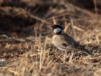 Chestnut-headed Sparrow-Lark (Eremopterix signatus signatus)