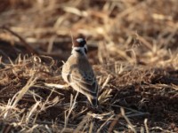 Chestnut-headed Sparrow-Lark (Eremopterix signatus signatus)