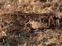 Chestnut-headed Sparrow-Lark (Eremopterix signatus signatus)