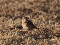 Somali Short-toed Lark (Alaudala somalica perconfusa)