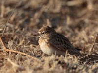 Somali Short-toed Lark (Alaudala somalica perconfusa)