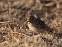 Somali Short-toed Lark (Alaudala somalica perconfusa)