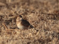 Somali Short-toed Lark (Alaudala somalica perconfusa)