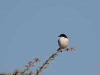 Somali Fiscal (Lanius somalicus)