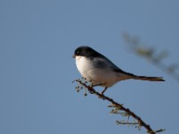 Somali Fiscal (Lanius somalicus)