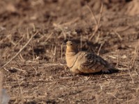 Chestnut-bellied Sandgrouse (Pterocles exustus ellioti)