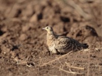 Chestnut-bellied Sandgrouse (Pterocles exustus ellioti)