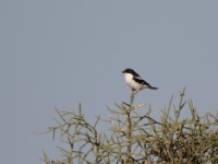 Somali Fiscal (Lanius somalicus)