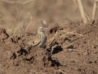 Thekla Lark (Galerida theklae harrarensis)