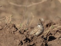 Thekla Lark (Galerida theklae harrarensis)