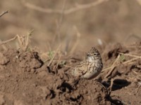 Thekla Lark (Galerida theklae harrarensis)