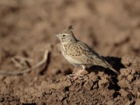 Thekla Lark (Galerida theklae harrarensis)