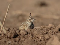 Thekla Lark (Galerida theklae harrarensis)