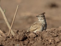 Thekla Lark (Galerida theklae harrarensis)