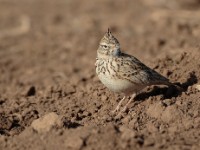 Thekla Lark (Galerida theklae harrarensis)