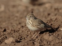 Thekla Lark (Galerida theklae harrarensis)