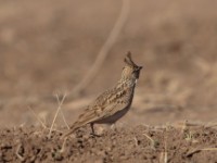 Thekla Lark (Galerida theklae harrarensis)