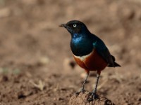 Superb Starling (Lamprotornis superbus)