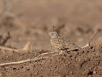 Thekla Lark (Galerida theklae harrarensis)