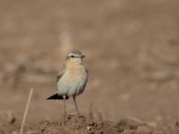 Isabelline Wheatear (Oenanthe isabellina)