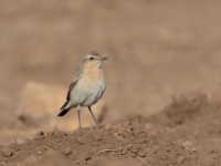 Isabelline Wheatear (Oenanthe isabellina)