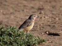 Rosy-patched Bushshrike (Telophorus cruentus hilgerti)