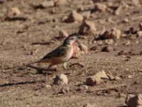 Rosy-patched Bushshrike (Telophorus cruentus hilgerti)