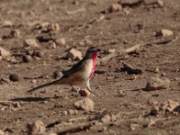 Rosy-patched Bushshrike (Telophorus cruentus hilgerti)