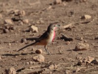 Rosy-patched Bushshrike (Telophorus cruentus hilgerti)